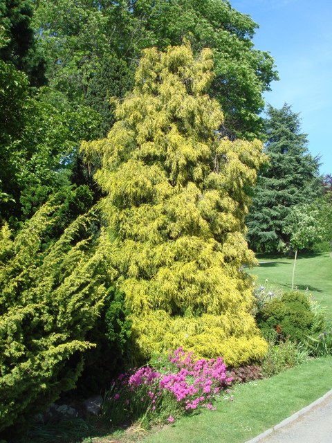 Chamaecyparis pisifera 'Filifera Aurea'